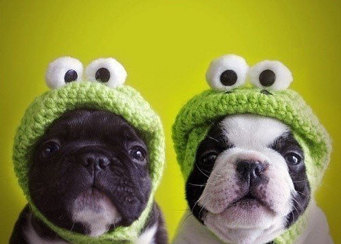 knittinfordawgs